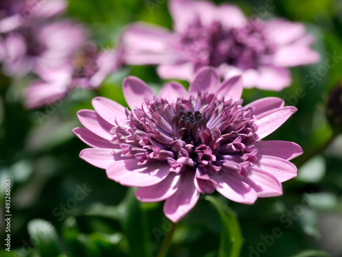 Blick in das Innere einer gef  llten pinken Kapk  rbchenbl  te  Osteospermum 