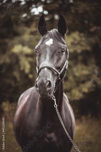 Schwarzes Pferd mit Halfter im Portrait