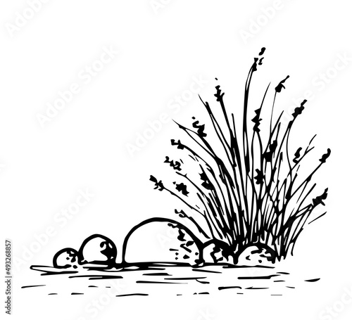 Simple black outline vector drawing. Swamp vegetation, stones in the water. Bush of grass, reeds, lake shore. Nature and landscape. Ink sketch.