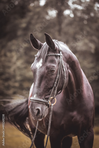 Schwarzes Pferd im Portrait