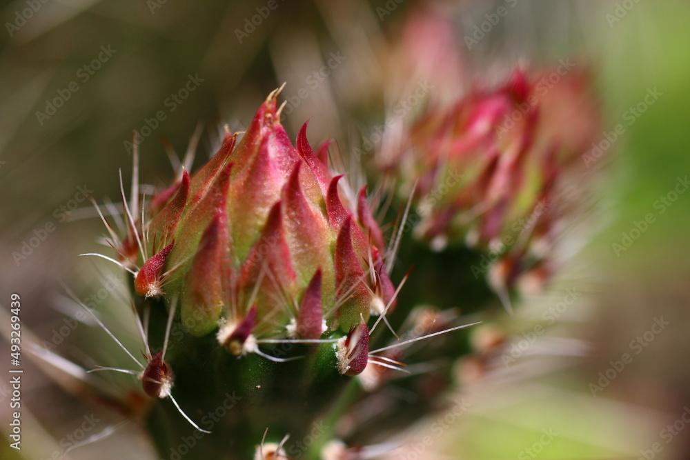 Opuntia erinacea var. utahensis OPUNCJA CIERNISTA kwiat różowy cactus Opuntia erinacea var. utahensis OPUNCJA CIERNISTA kwiat różowy cactus