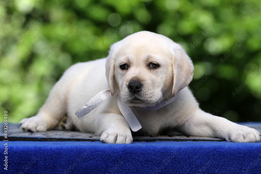 the yellow labrador puppy on the blue background the yellow labrador puppy on the blue background