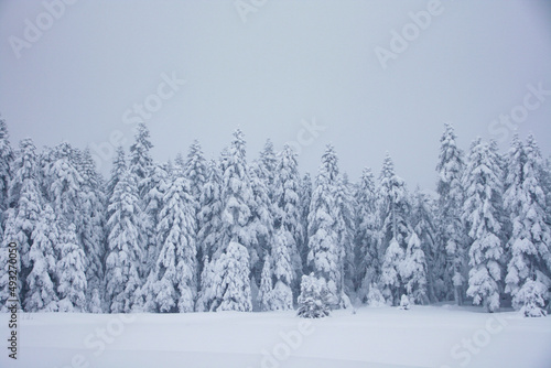 Snowy Trees in the Golcuk National Park, Bolu Turkey