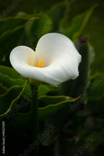
A beautiful photo of a tropical calla plant, a white flower on a green stem, against a background of green leaves