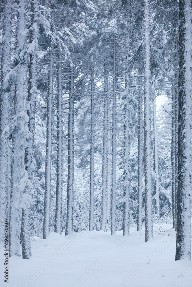 Snowy Trees in the Golcuk National Park, Bolu Turkey