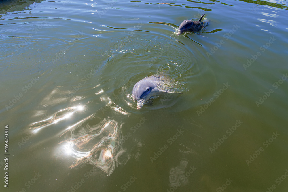 Fototapeta premium Delphin