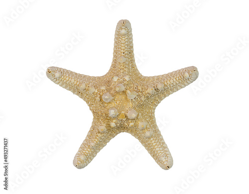 Starfish, isolate on a white background.