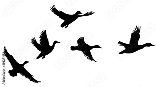 flock of flying ducks silhouette isolated