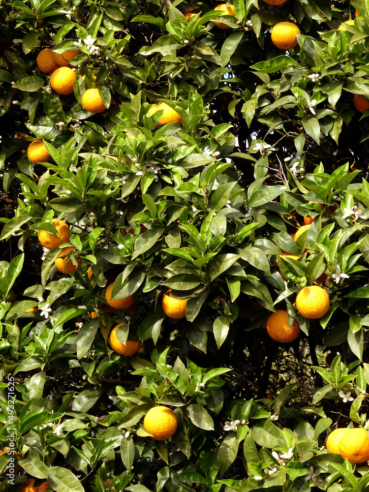 Ripe mandarins on the tree in the Aegean coastal town Bodrum, Turkey. Ripe mandarins on the tree in the Aegean coastal town Bodrum, Turkey.
