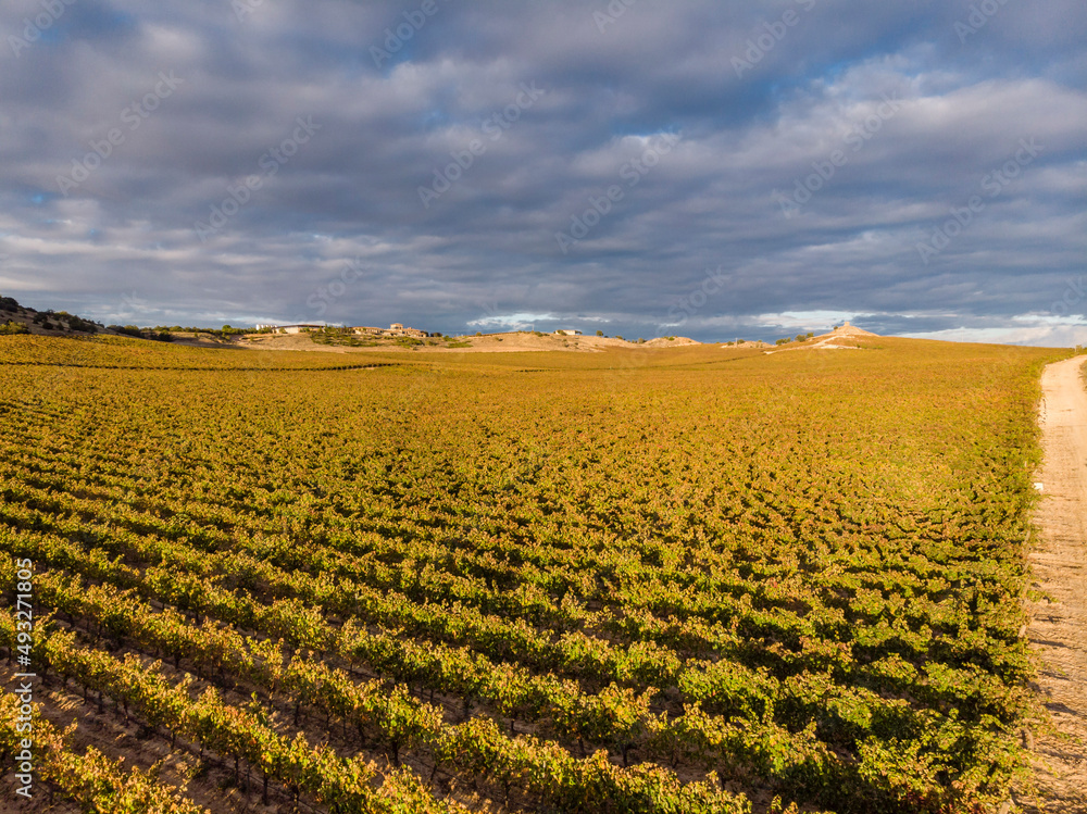 field of vines, Aranda de Duero, Burgos province, Spain