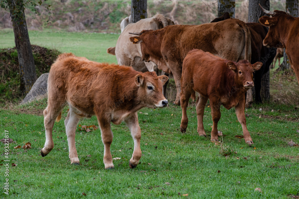 herd of cows and calves at a waterhole, Santo Domingo de Silos, Burgos province, Spain herd of cows and calves at a waterhole, Santo Domingo de Silos, Burgos province, Spain