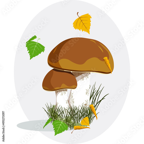 Brown cap bolete mushroom vector illustration. Mushrooms template