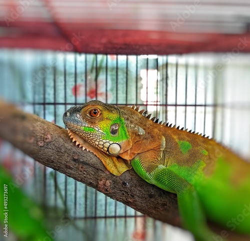 iguana on a tree