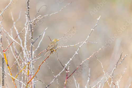 Meadow pipit (Anthus pratensis) on a bush that is not yet green