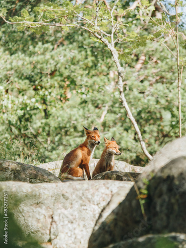 Two foxes, an adult and a cub, in a Scandinavian forest on a summer day