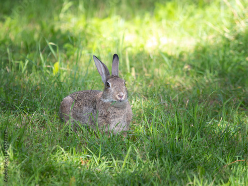 Wild brown rabbit eating grass in nature on a summer morning