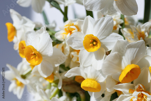 Lush bouquet of white-yellow daffodils isolated on white background. Tender minimalistic spring flowers composition. Top view, copy space for text, flat lay, close up.