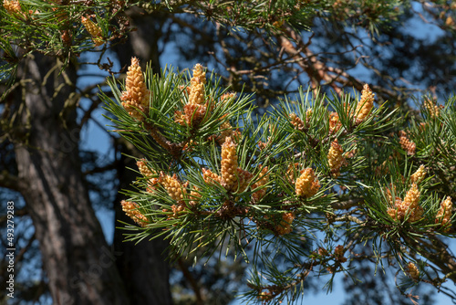 Zahlreiche m  nnliche Bl  ten einer Waldkiefer  Pinus sylvestris  in Nahaufnahme 