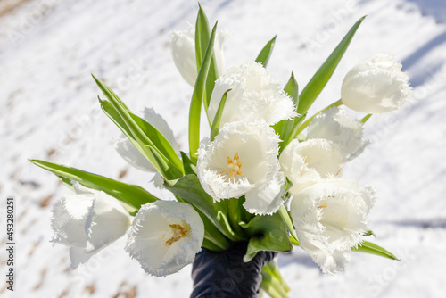 White tulips bouquet in hand on the snow