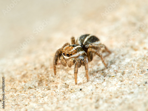 Jumping spider of the genus Phlegra.