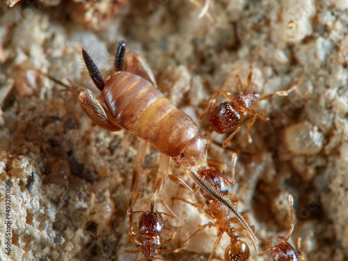 Cricket ants of the genus Myrmecophilus. Orthopedic insects in the family Myrmecophilidae.