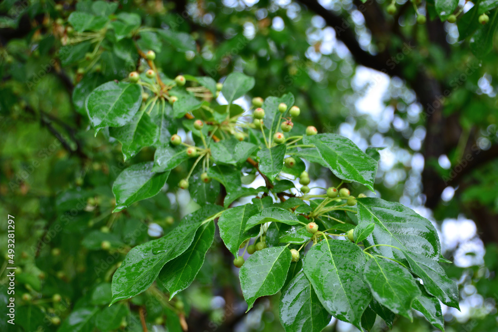 cherry tree branch with growing berries and green leaves after rain, close-up cherry tree branch with growing berries and green leaves after rain, close-up