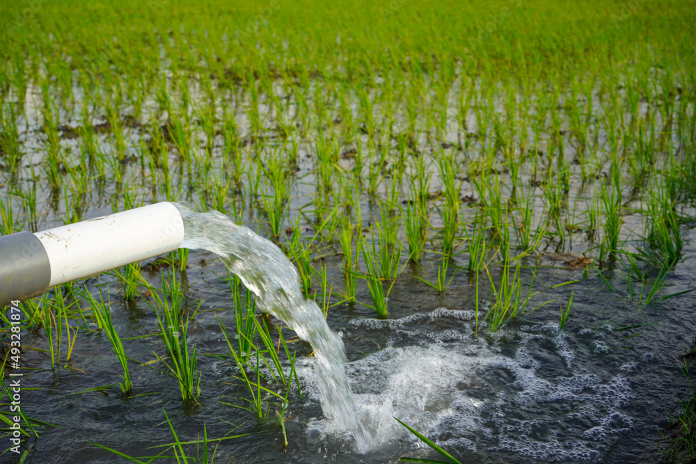 Irrigation of rice fields using pump wells with the technique of