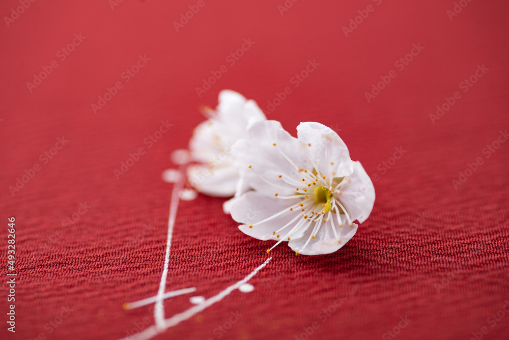 Fototapeta premium 赤い背景と桜の花