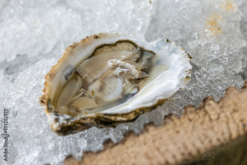 Closeup of Oyster on Ice
