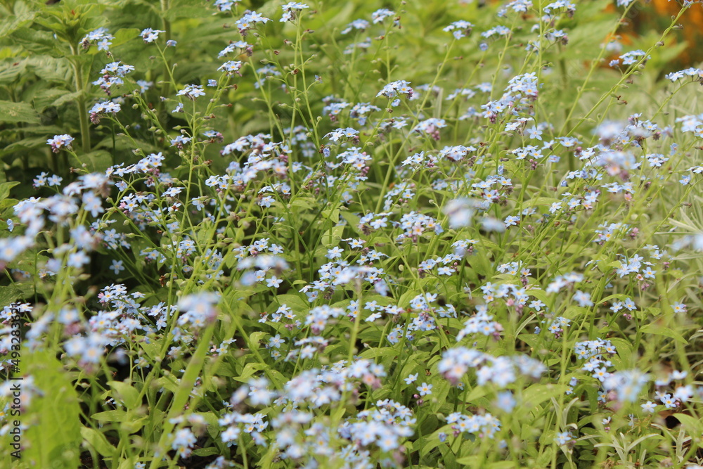 field of light blue flowers