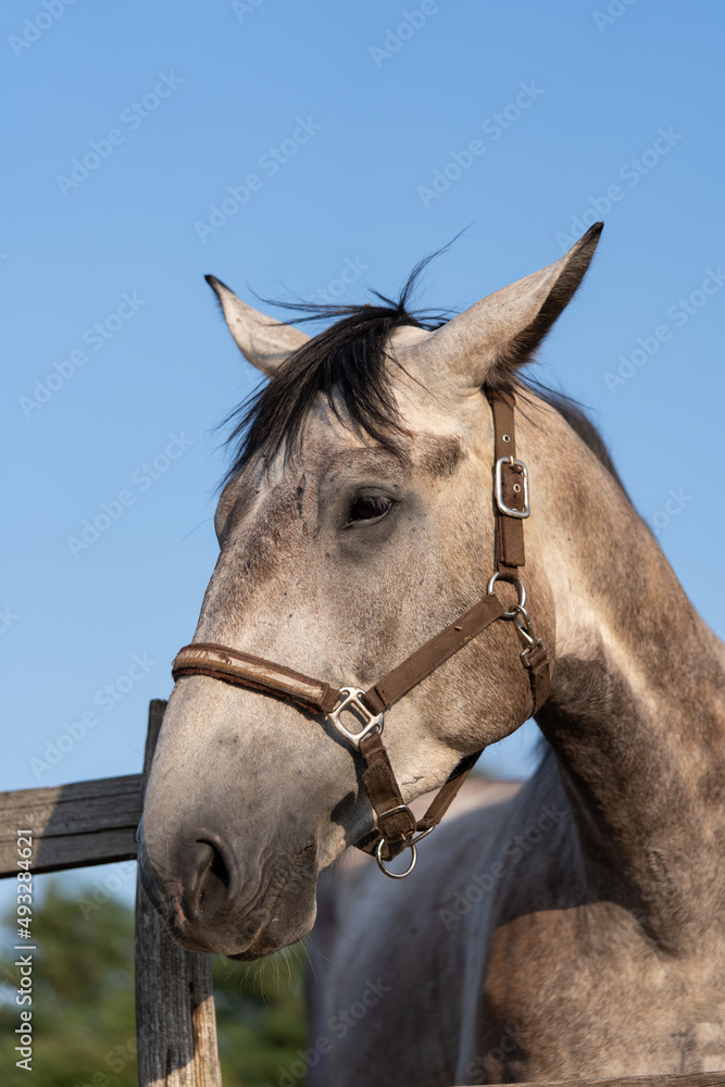 Fototapeta premium portrait of a horse