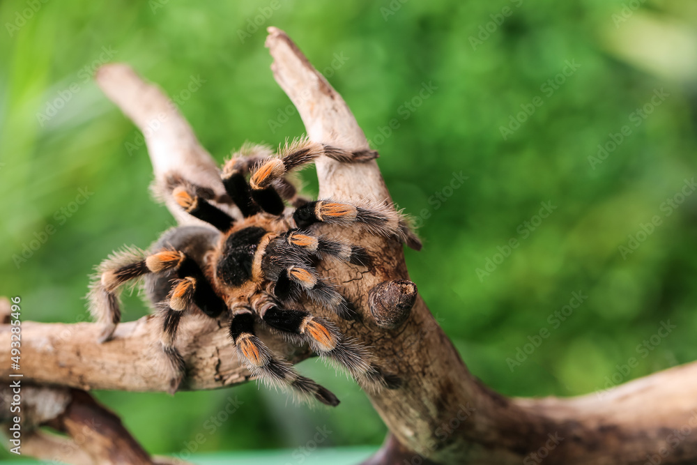 Scary tarantula spider on wooden branch in terrarium Scary tarantula spider on wooden branch in terrarium