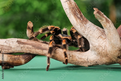 Scary tarantula spider on w...