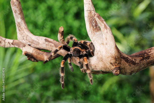 Scary tarantula spider on w...