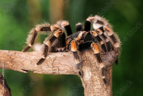 Scary tarantula spider on w...