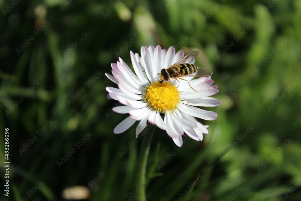 Nature, fleurs, printemps, insectes Nature, fleurs, printemps, insectes