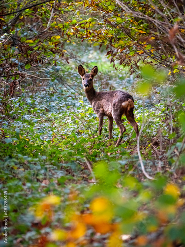 Biche aux aguets en forêt en automne