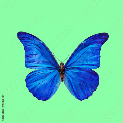 blue tropical butterfly isolated macro