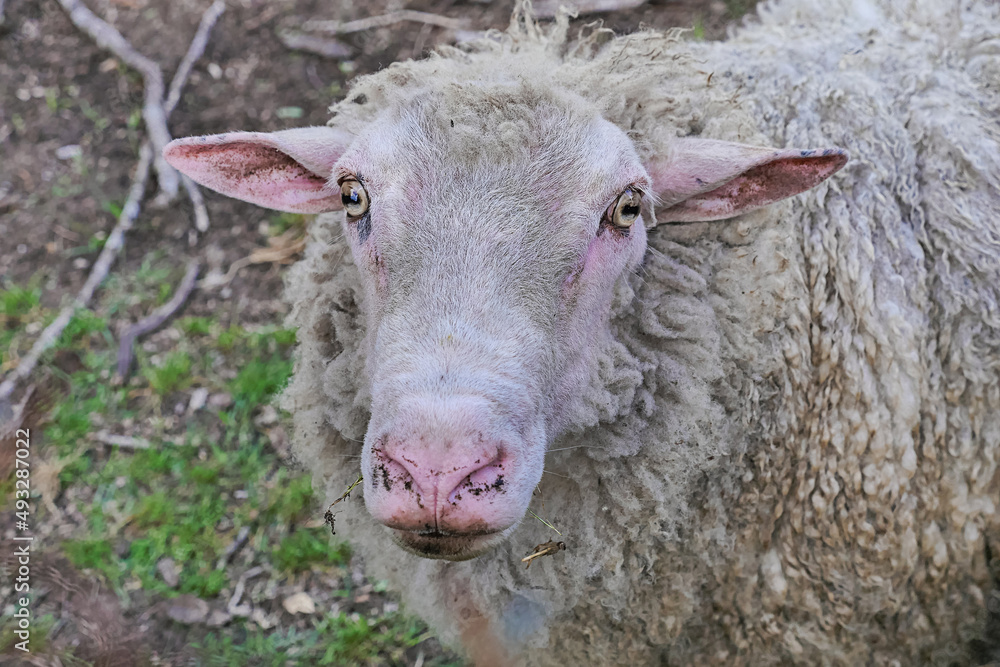 Sheep portrait/Portrait de mouton