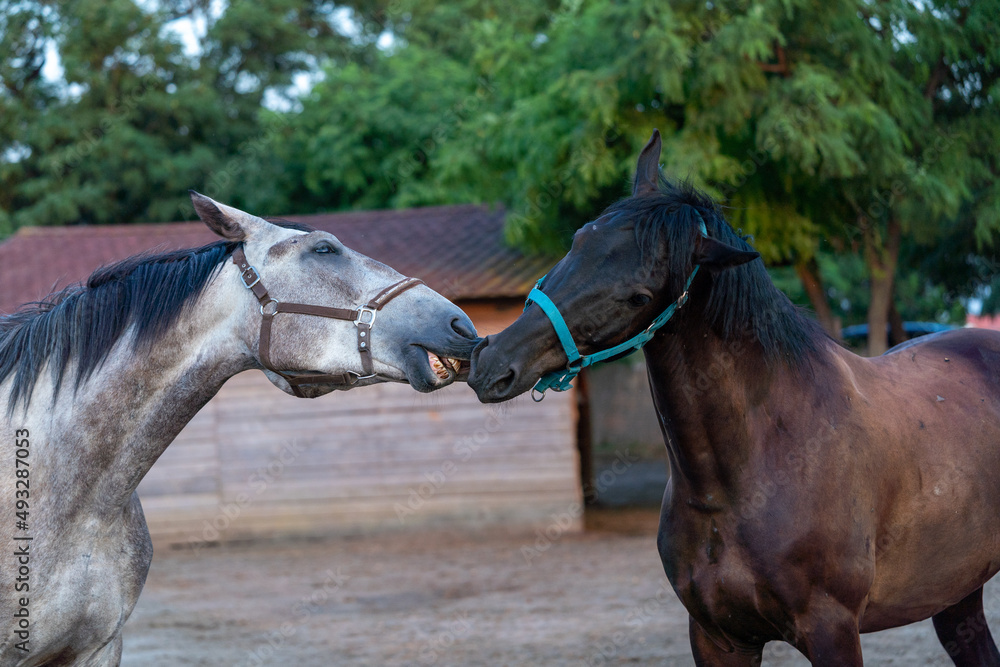 Obraz premium horse and foal