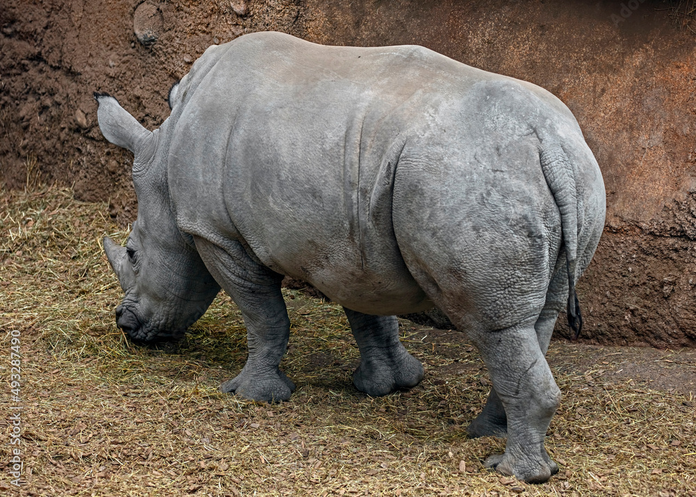 African rhinoceros eats hay in its enclosure. Latin name - Diceros bicornis