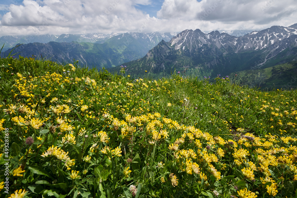 Blick über Blumenwiesen am Fellhorn auf die Berggipfel des Allgäuer Alpenhauptkamms