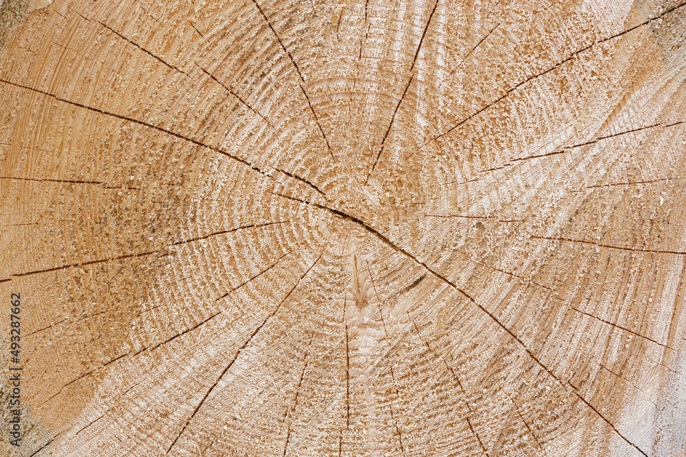 Fototapeta premium Slice of the wood timber background.