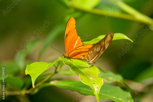Butterflies Mating on a leaf