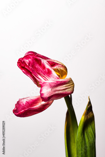 Flowers, tulips wilted, dead flowers on a white background, isolated