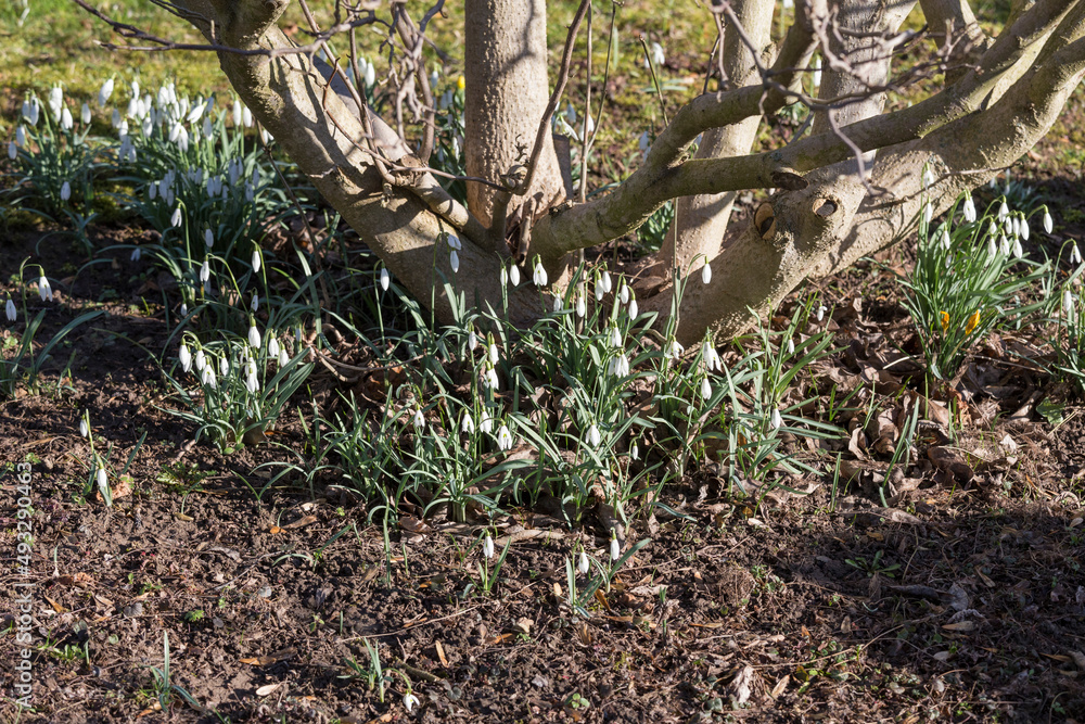 snowdrops in the garden, white flowers snowdrops in the garden, white flowers
