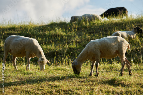 Geschorene Schafe auf der Weide im Abendlicht
