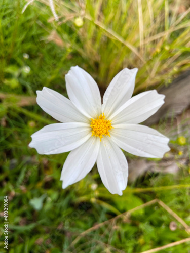 white daisy flower