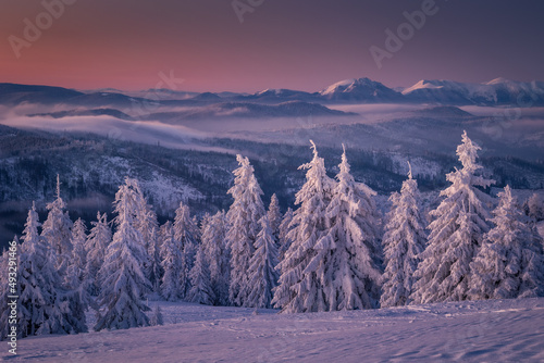 Fototapeta Naklejka Na Ścianę i Meble -  A frosty winter morning in Beskid Żywiecki. Views of the Tatra Mountains and Mala Fatra.