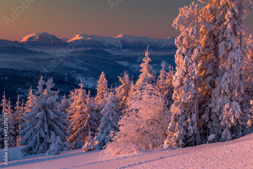 Fototapeta Naklejka Na Ścianę i Meble -  A frosty winter morning in Beskid Żywiecki. Views of the Tatra Mountains and Mala Fatra.